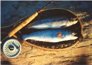 Cutthroat Trout and Pink Salmon 